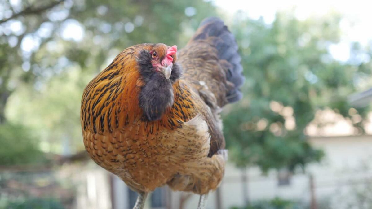 A chicken outside with trees in the background.