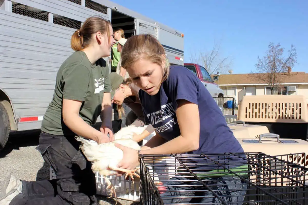 Vegan advocate MIchelle Cehn rescuing chickens from an egg farm in Turlock, California.