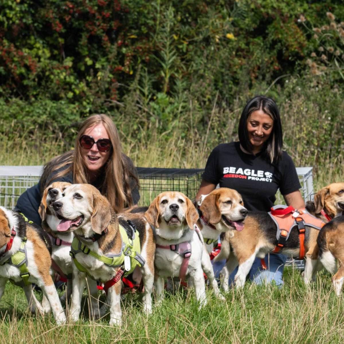 A group of beagles rescued by Beagle Freedom Project happily romping in the grass.