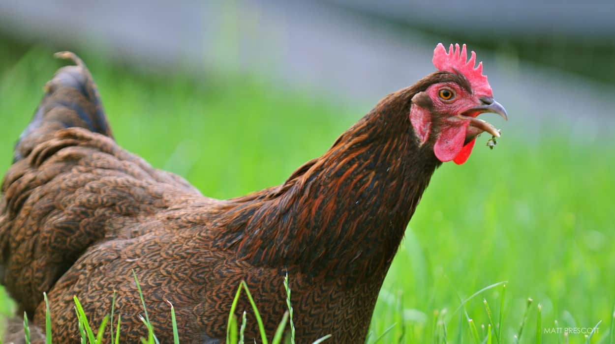 A picture of a brown chicken with grass in the background.