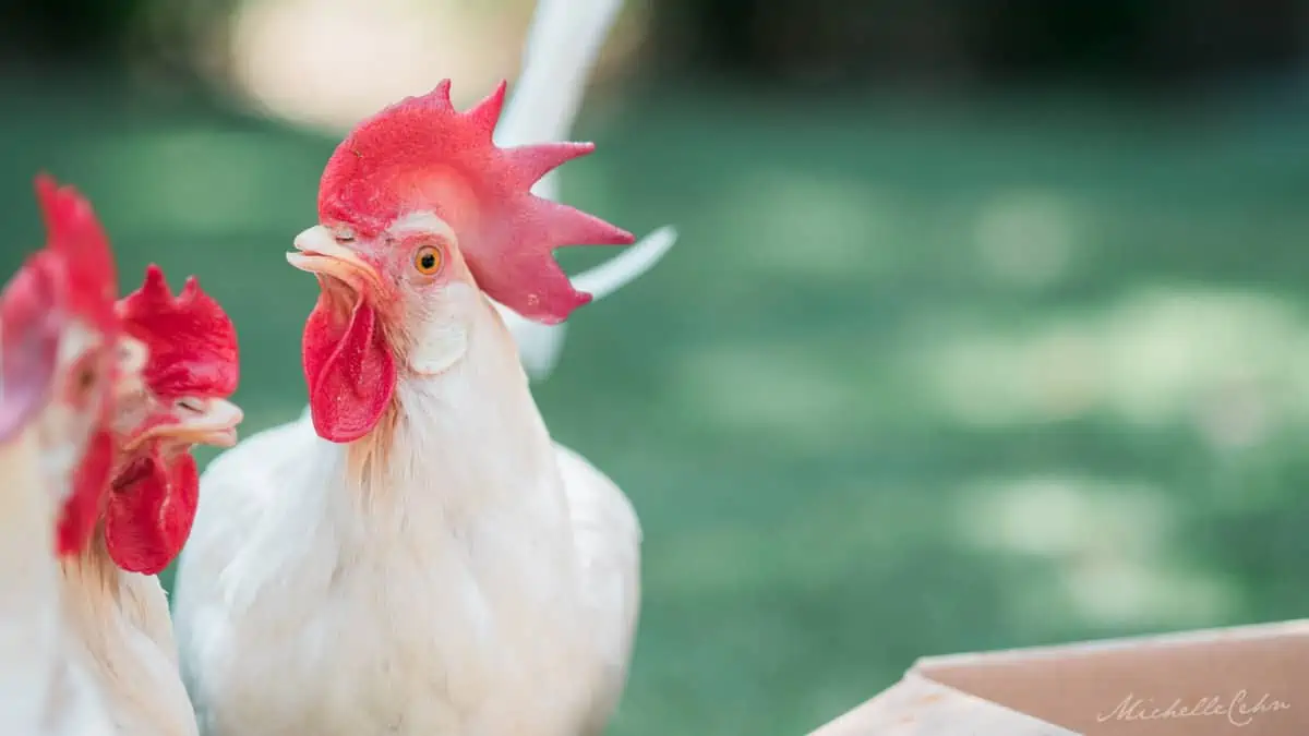 White chickens standing in a grass field.