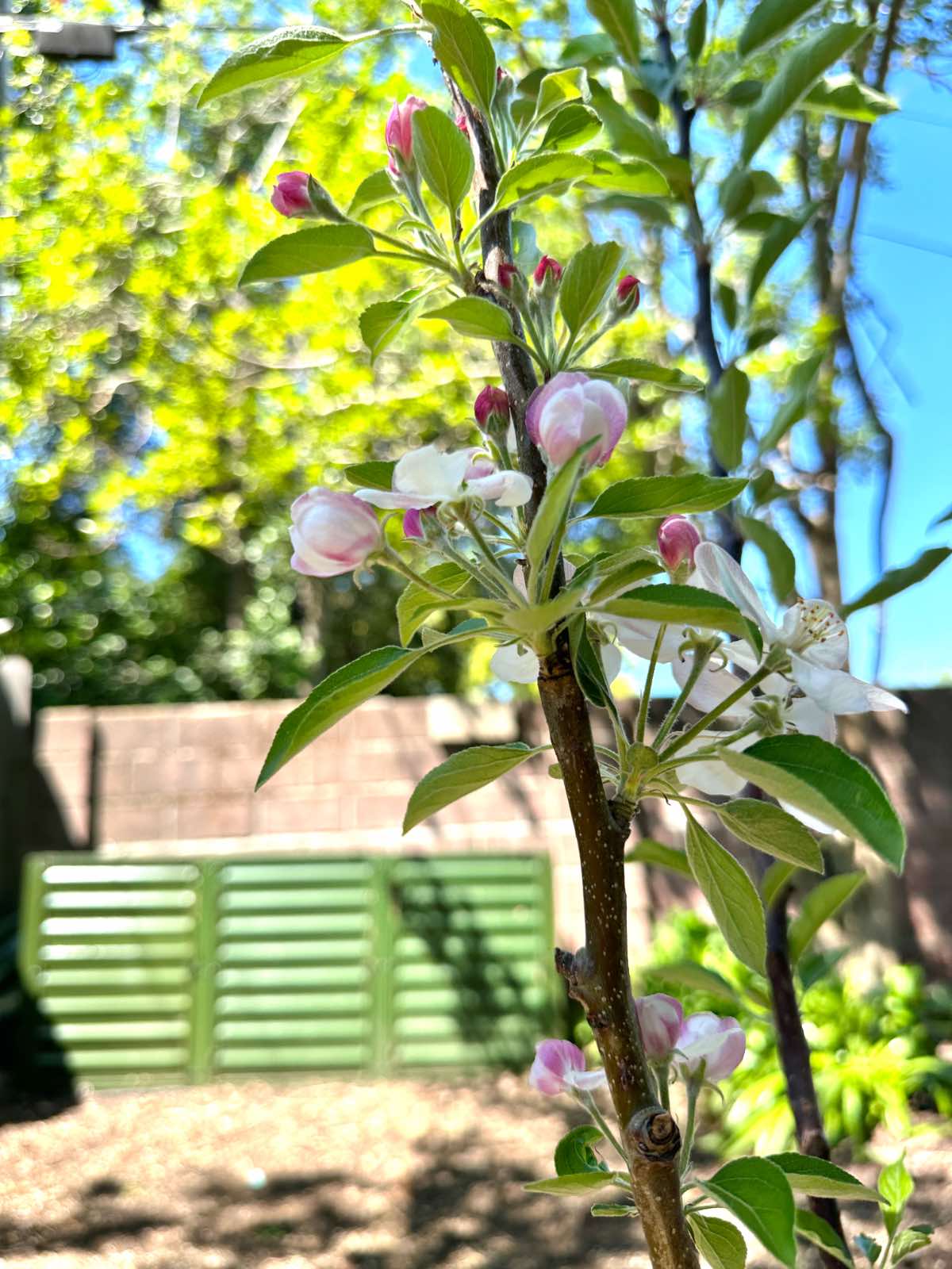 Green metal three bin backyard compost system from Gardeners Supply.