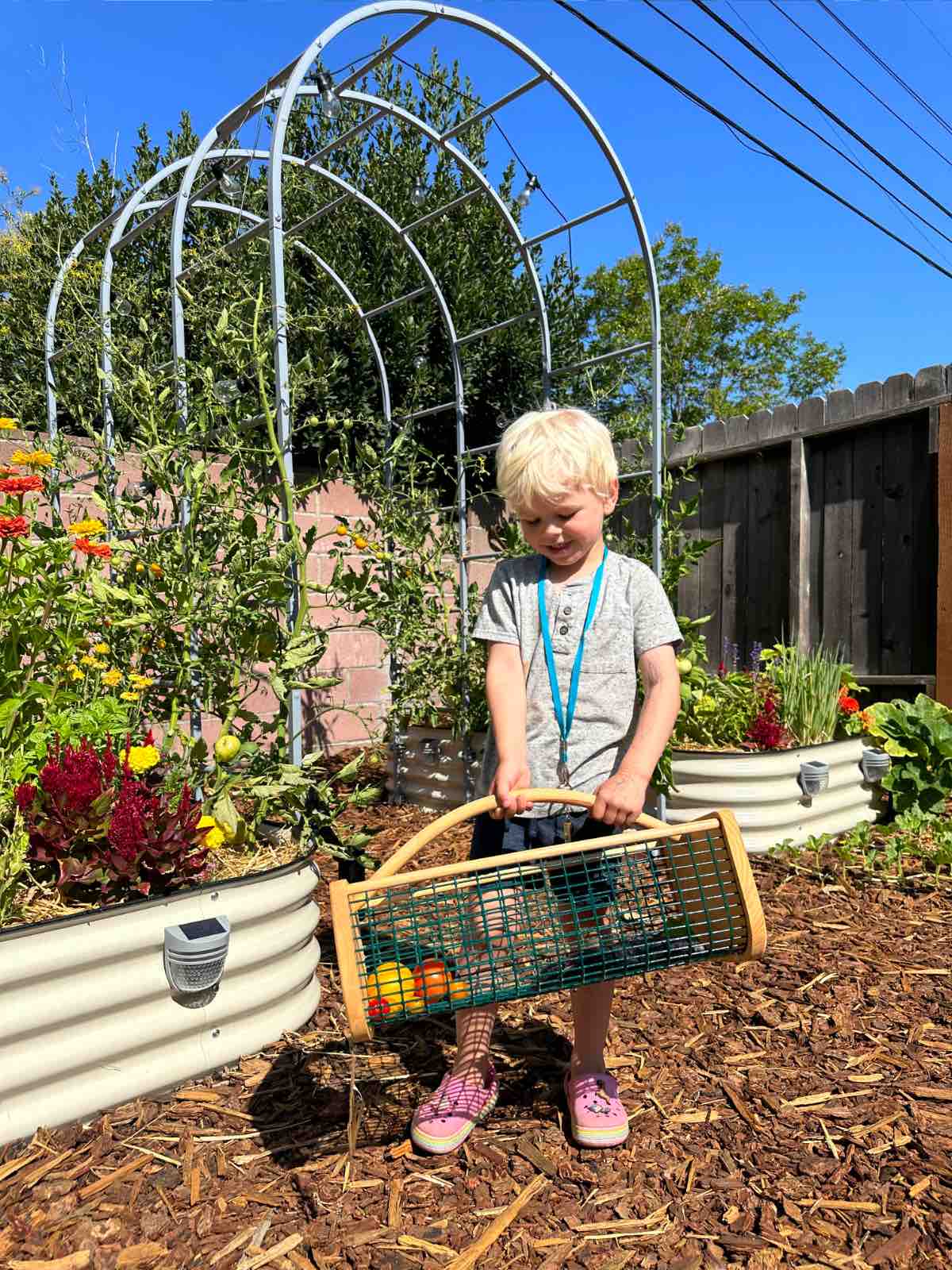 Young vegan gardener Graham Taylor Miller harvesting fresh vegetables from a metal raised garden bed during summer, surrounded by lush greenery.