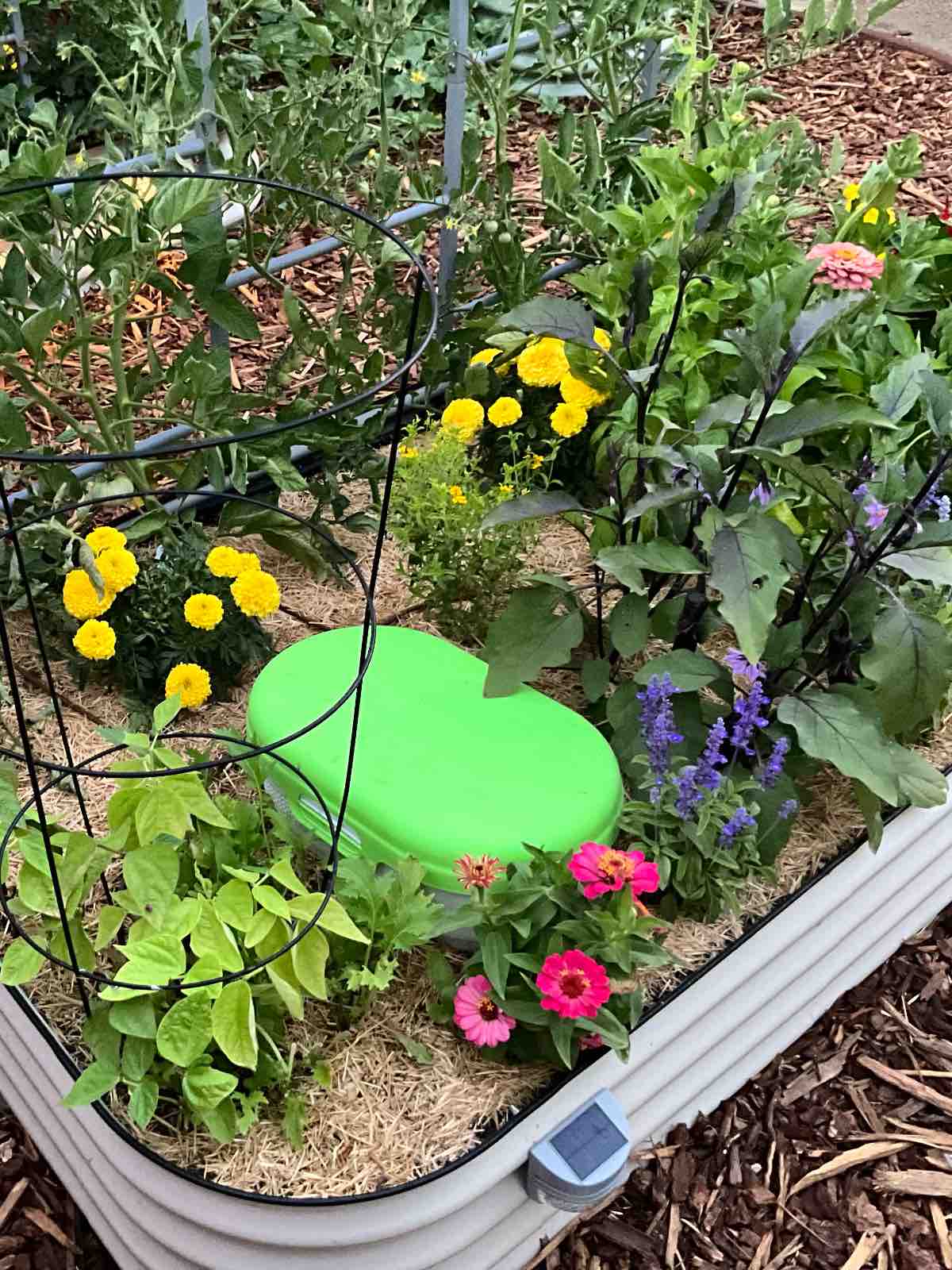 An in-bed worm composting bin from Vego Garden in a lush flower filled vegetable bed.