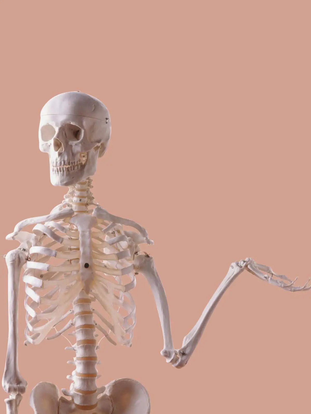 A human skeleton standing in front of a peach background with their hand out.
