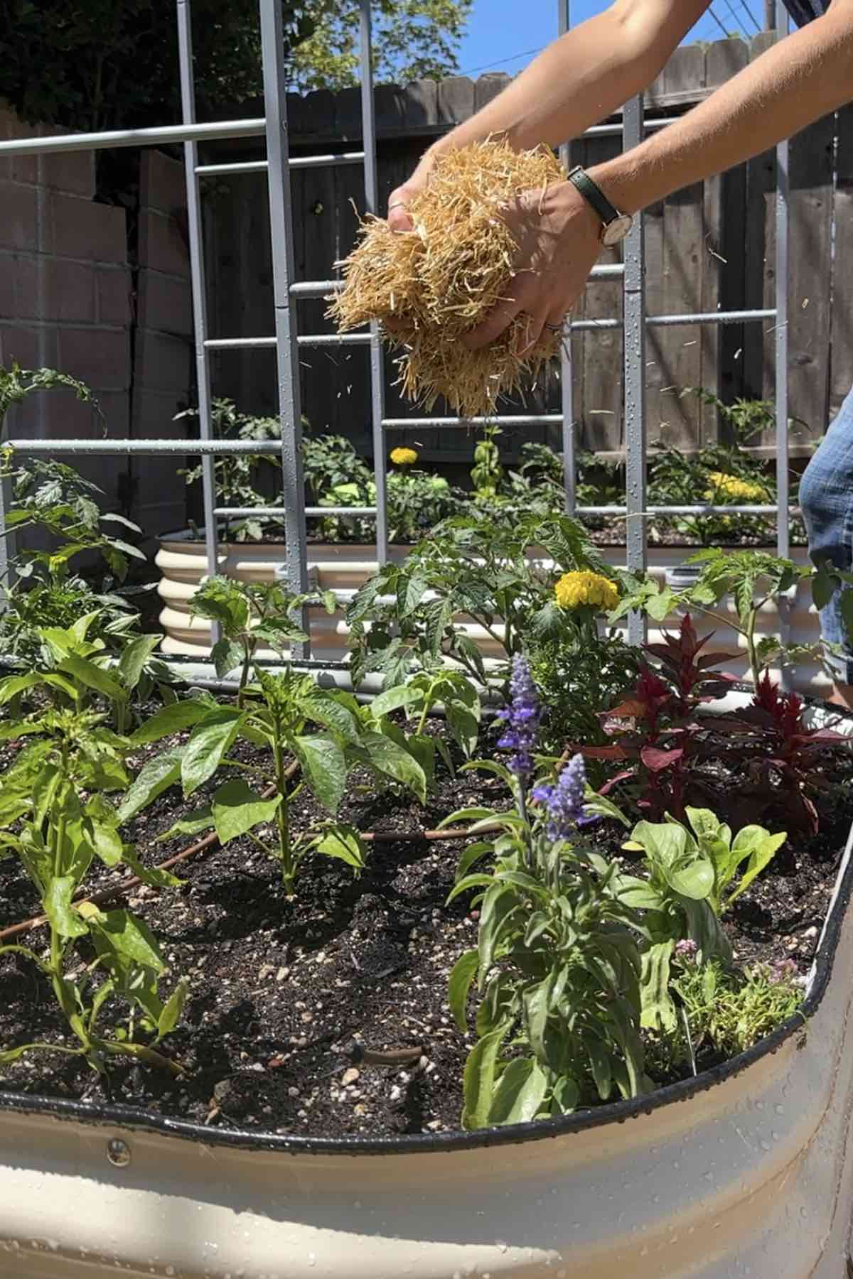 Fresh straw mulch covering the top layer of a raised garden bed, helping with moisture retention and weed suppression.