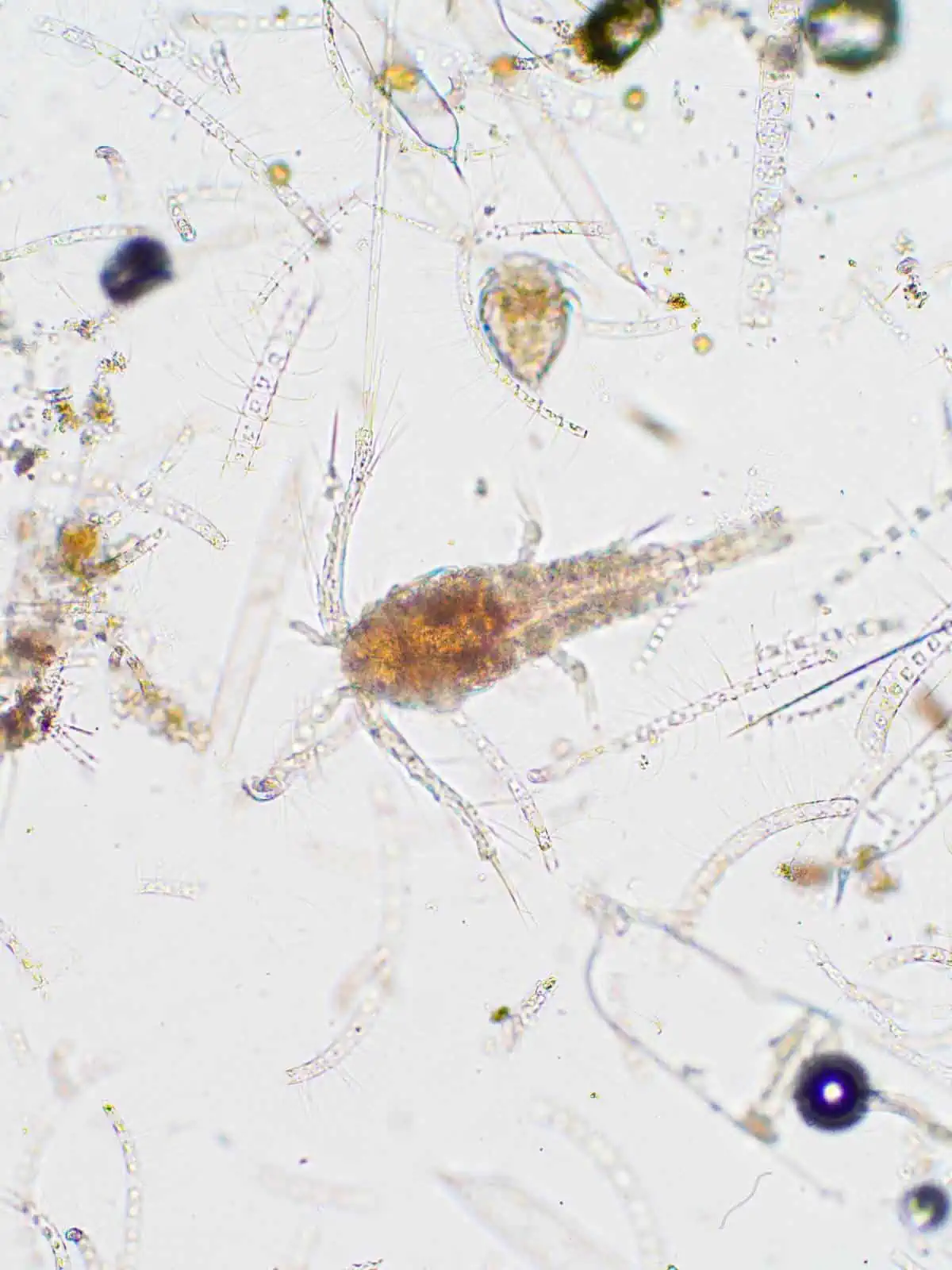 Microscopic copepods zooplankton suspended in water.